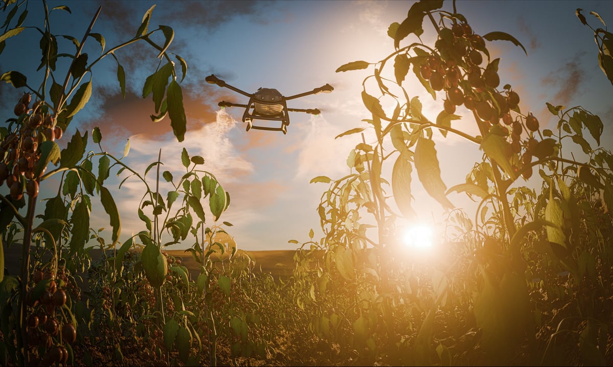 Modern agriculture using a drone to spray a cherry tomato plantation