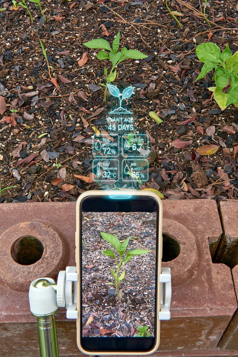 Phone scanning seedling with holographic data